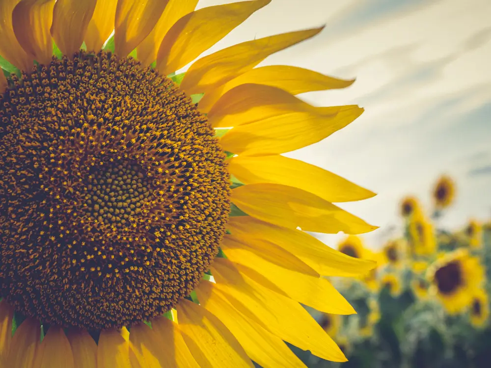 SM-Subli | sublimatie op aluminium!